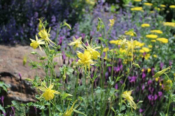 pollinator garden plants