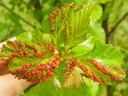 River birch leaves distorted by aphid feeding