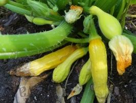 Young yellow summer squash with blossoms attached, growing on plant over soil