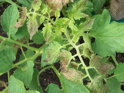 Tomato plant leaves with brown necrotic patches on new growth
