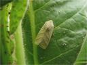 Green moth resting on a textured green leaf