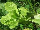 Picloram damage on lettuce. Photo by Sue Colucci