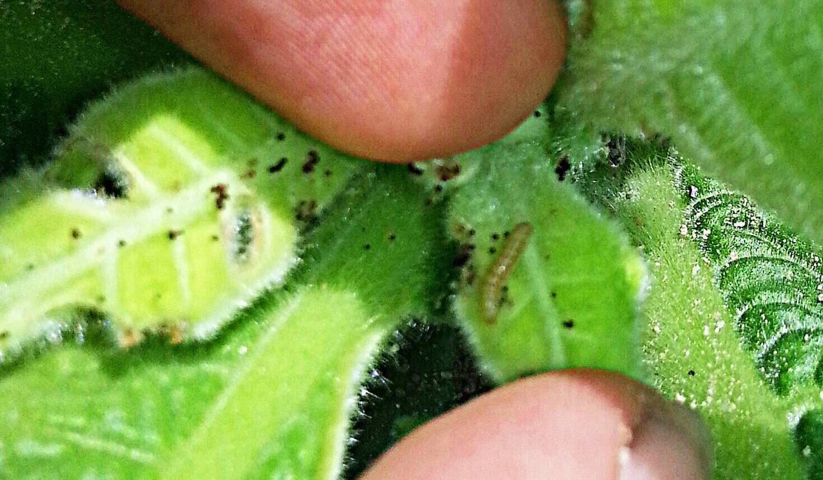 Insects - Tobacco Budworms - Tobacco Growers Information