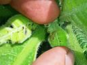 Notice the small, black specks of caterpillar ‘frass’ (droppings) as a sign of recent feeding by this young budworm at Kinston, NC. Photo: Demetri Tsiolkas