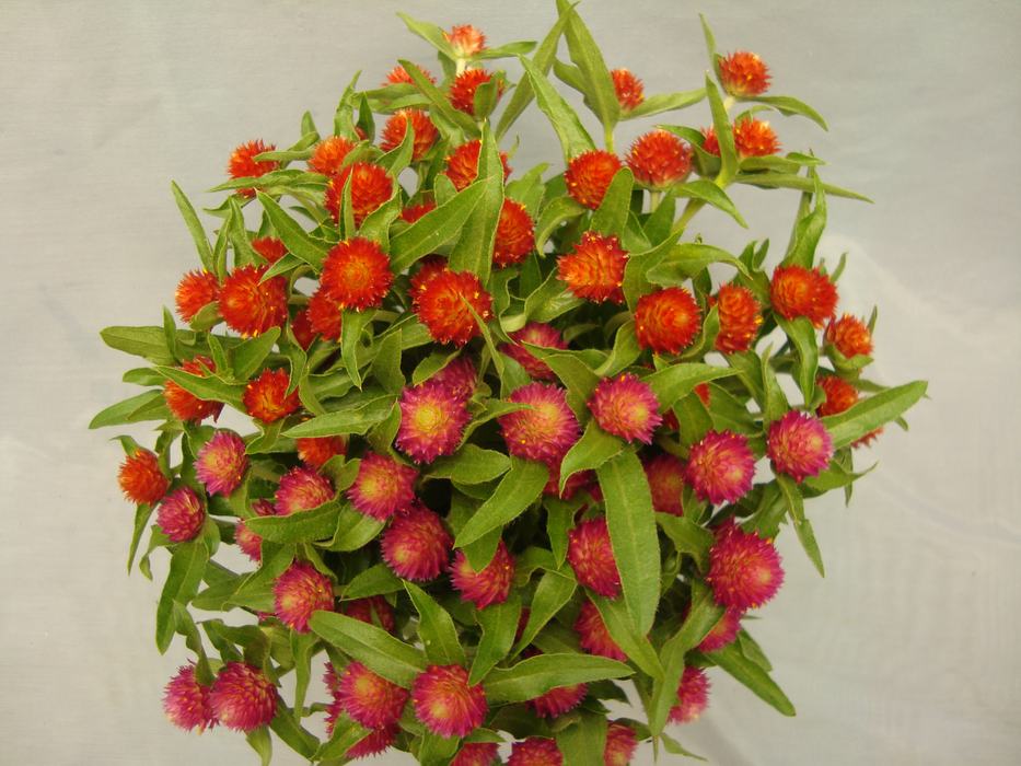 Gomphrena 'QIS Red,' top, and 'QIS Carmine,' bottom