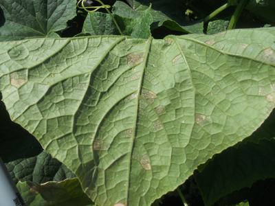 Cucurbit downy mildew dark sporulation on back side of cucumber leaf (Photo Lina Quesada, NCSU vegetable pathology)