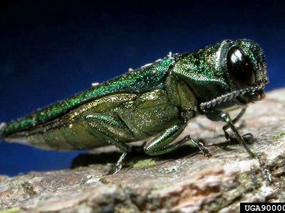 Emerald Ash Borer