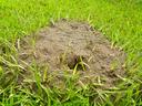 Anthill mound with loose soil and a small entrance hole surrounded by green grass