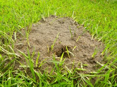 Anthill mound with loose soil and a small entrance hole surrounded by green grass