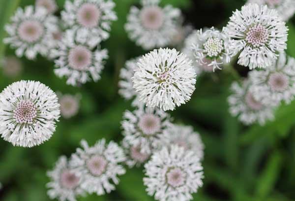 Piedmont Barbara's buttons