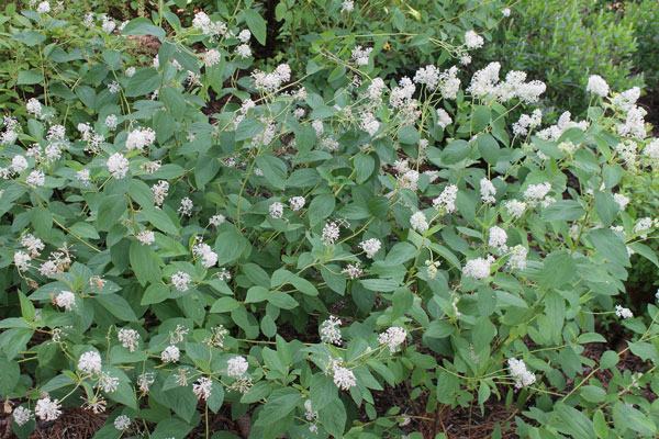 Ceanothus americanus