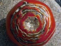 Concentric cracking of tomato fruit