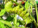 Large green hornworm caterpillar with red tail horn gripping a tomato plant stem