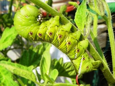 Large green hornworm caterpillar with red tail horn gripping a tomato plant stem