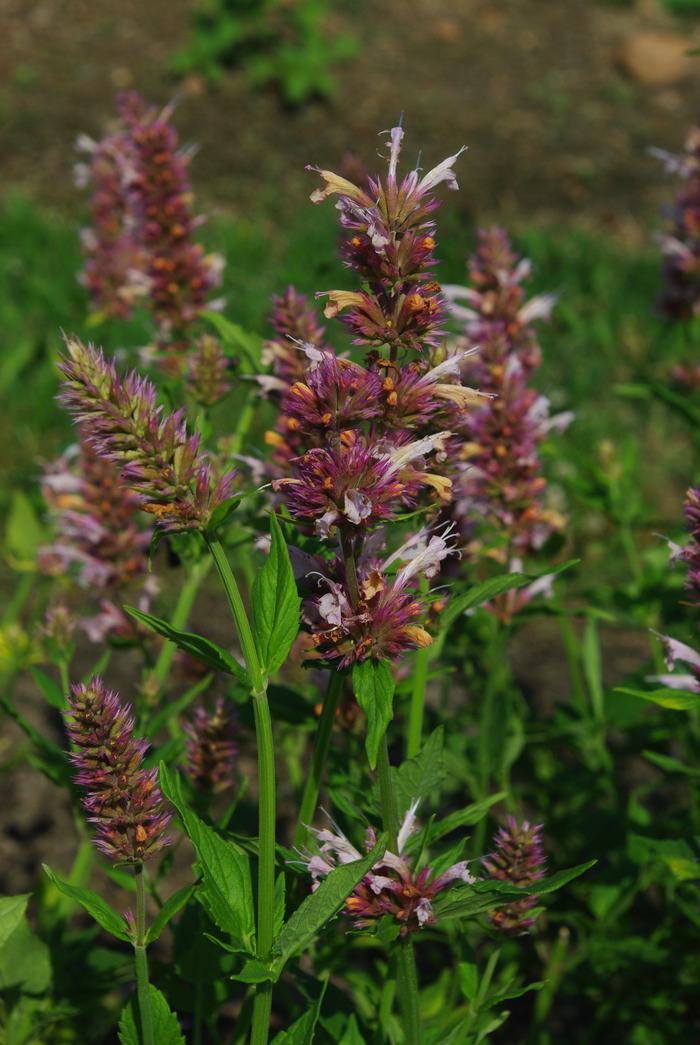 agastache-cotton-candy