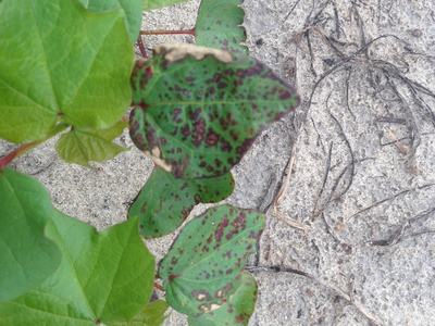 Green heart-shaped vine leaves, several with brown spots and blemishes, on sandy ground