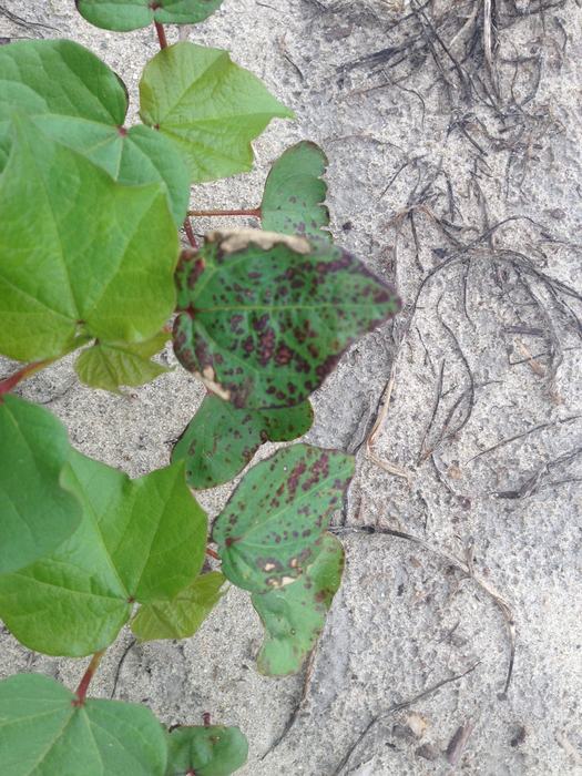 ascochyta 1