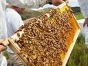 Beekeeper holding a wooden hive frame covered with bees and honeycomb