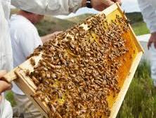 Beekeeper holding a wooden hive frame covered with bees and honeycomb