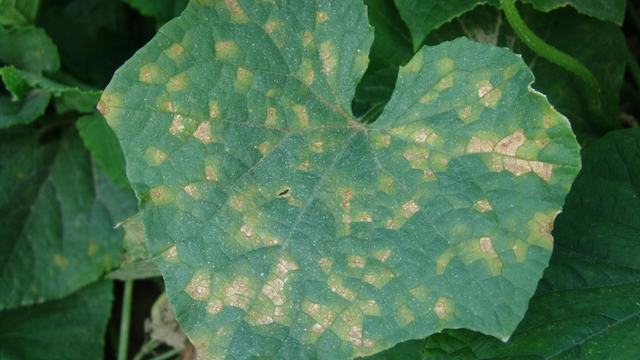 Cucurbit downy mildew symptoms on cucumber (Photo, Gerald Holmes, Valent USA Corporation, Bugwood.org)