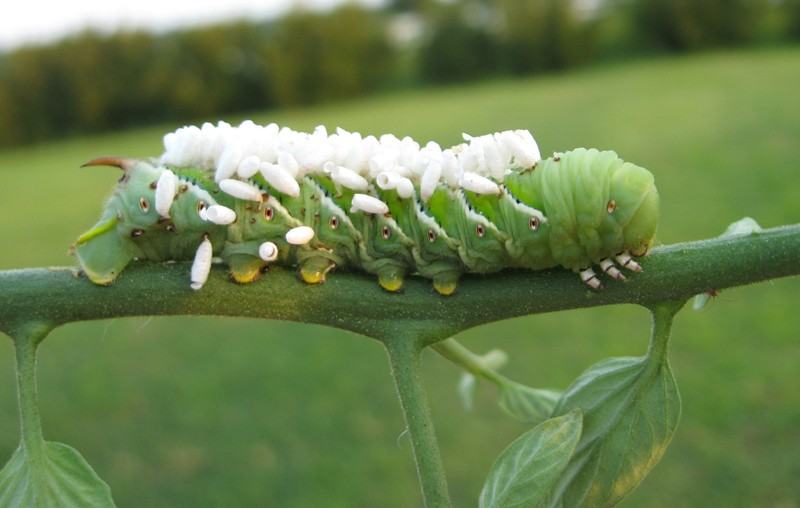 This hornworm is covered in parasitic wasp cocoons. 