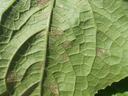 Cucurbit downy mildew dark sporulation on back side of cucumber leaf, note angular lesions bound my leaf veins (Photo Lina Quesada, NCSU vegetable pathology)