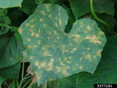 Cucurbit leaf with mosaic yellow lesions and necrotic spots; label "5377181" in corner
