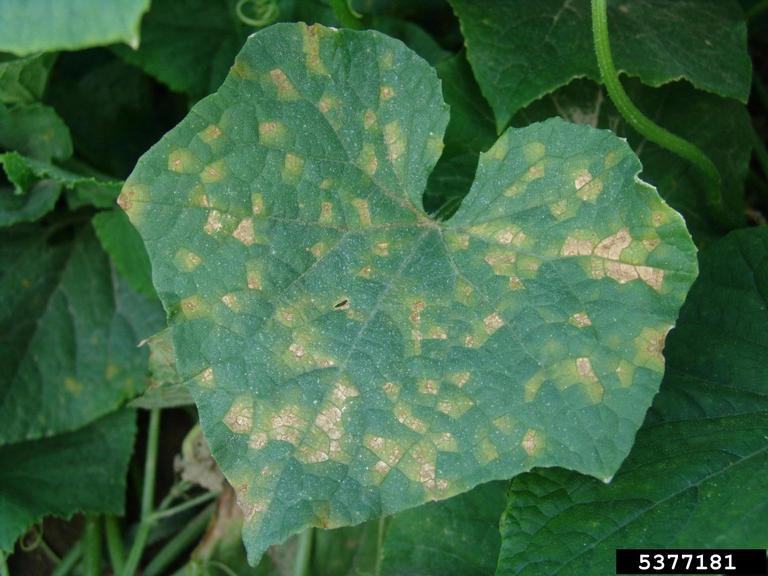 example of cucurbit downy mildew