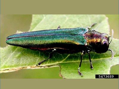 Metallic green emerald ash borer beetle resting on a leaf; text "5473689" in corner