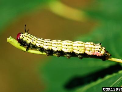 Green-striped caterpillar with red head crawling along a thin green stem