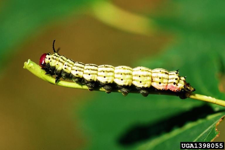 Green-striped caterpillar with red head crawling along a thin green stem
