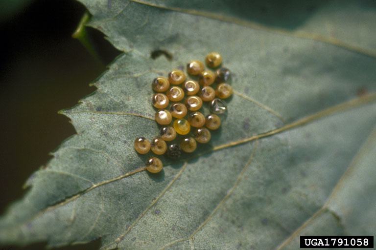 Cluster of small translucent yellow insect eggs on a green leaf