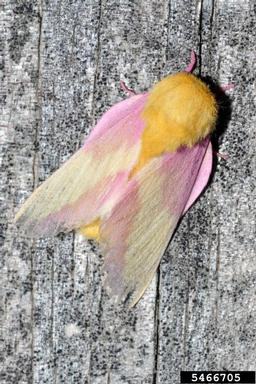 Rosy maple moth with pink and yellow wings on weathered gray wood