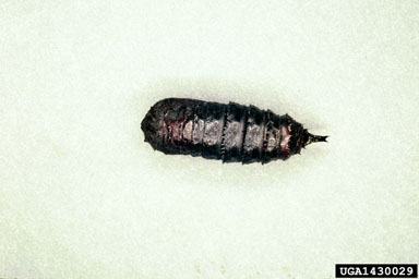Dark insect pupa on white background; label "UGA1430029"