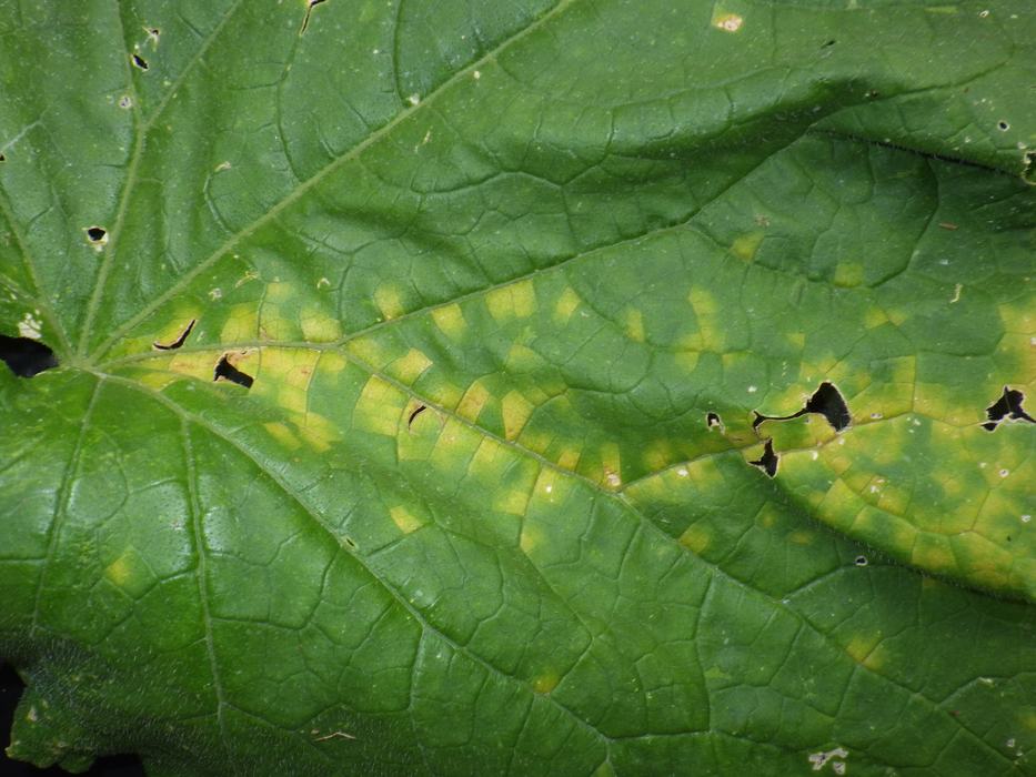 Close up of initial cucurbit downy mildew lesions on cucumber leaf, note angular shape of yellow lesions (Photo, Travis Birdsell, NCSU Extension Agent)