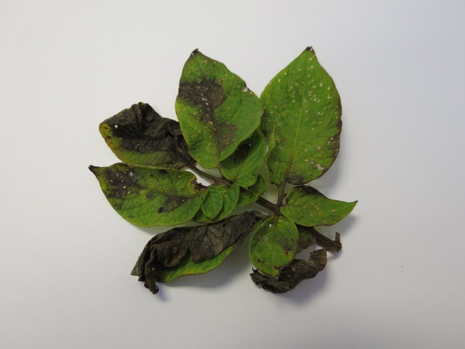 Late blight on potato leaf (Photo Lina Quesada, NCSU vegetable pathology)