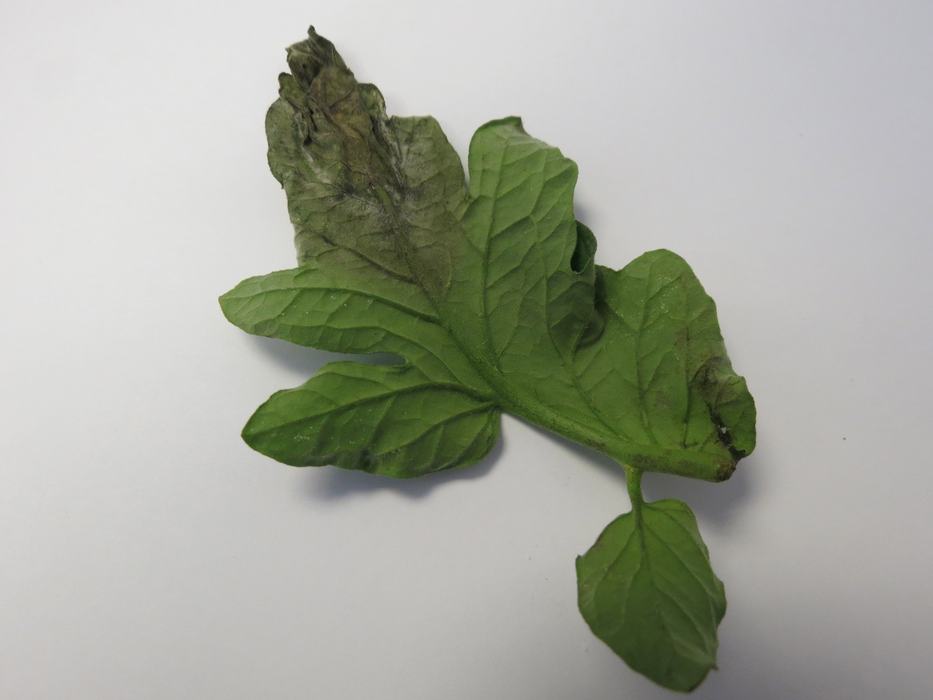 Late blight on back of tomato leaf (Photo Lina Quesada, NCSU vegetable pathology)
