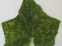 Cucurbit downy mildew symptoms in cucumber leaf (Photo Dr. Lina Quesada, NCSU Vegetable Pathology Lab)