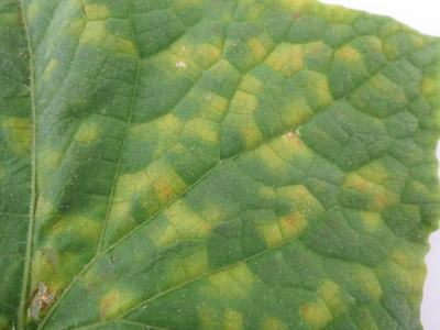 Close-up of cucurbit downy mildew symptoms on cucumber leaf. Note angular lesions bound by leaf veins (Photo Dr. Lina Quesada, NCSU Vegetable Pathology Lab)
