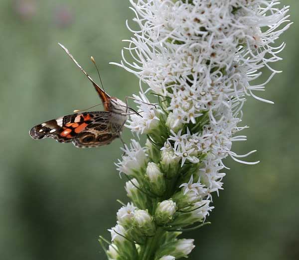 painted lady butterfly