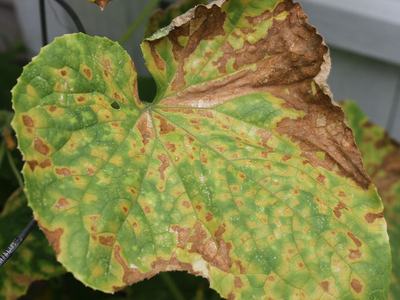 Severe cucurbit downy mildew symptoms on cucumber leaf, note angular shape of yellow lesions. Older lesions turn brown and necrotic and start to coalesce loosing their characteristic angular shape and making the diagnosis difficult (Photo Debbie Roos, NCS