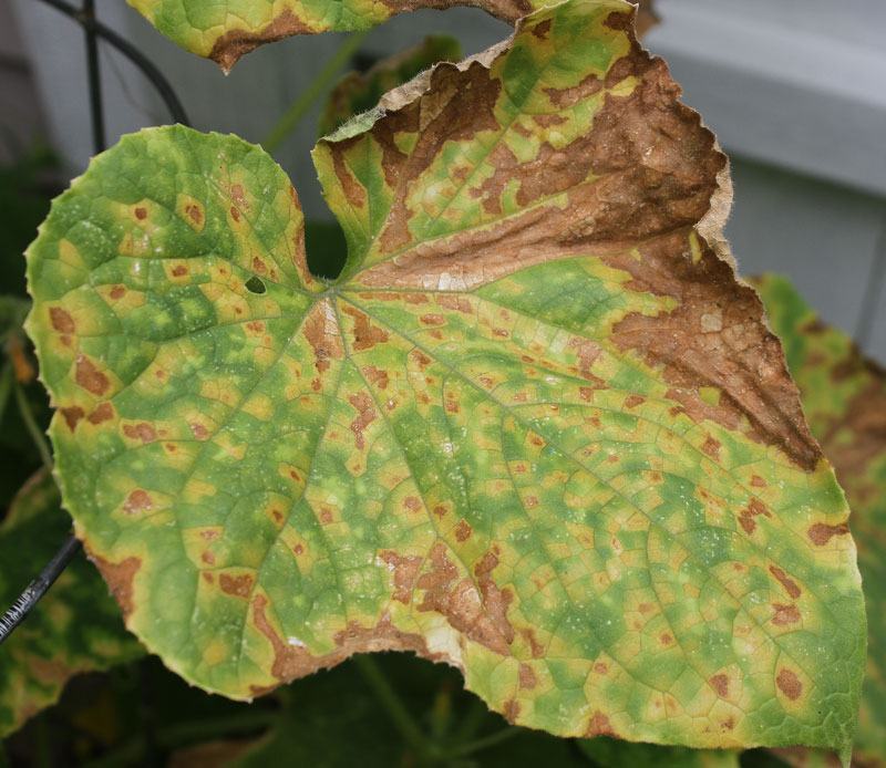 Severe cucurbit downy mildew symptoms on cucumber leaf, note angular shape of yellow lesions. Older lesions turn brown and necrotic and start to coalesce loosing their characteristic angular shape and making the diagnosis difficult (Photo Debbie Roos, NCSU Extension Agent)