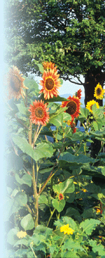 'Velvet Queen'Robert E. Lyons © 