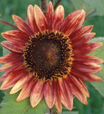 'Sunset'Robert E. Lyons © 