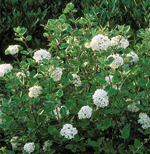 Viburnum carlesii Robert E. Lyons © 