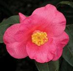 x Camillia 'Crimson Candles'GossettsNursery© 