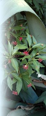 Illicium 'Woodland Ruby' Richard T. Olsen © 