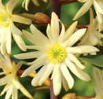 Illicium simonsii Tom Ranney © 