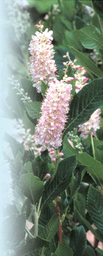 'Rosea' Robert E. Lyons© 