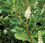 Sweet Pepperbush Robert E. Lyons© 